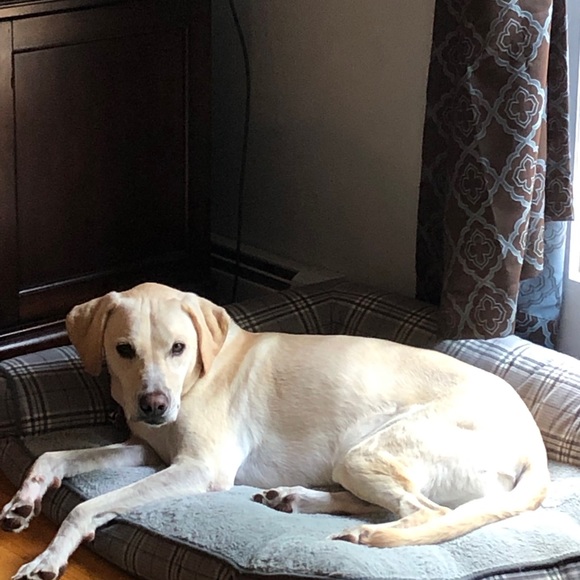 Meet your Posher, Samantha - Picture 1 of 1